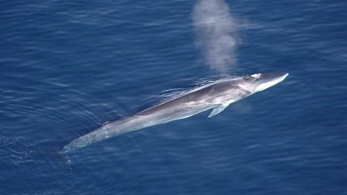 Japonia reia vânătoarea în scopuri comerciale a balenelor cu înotătoare dorsală / Animalul, important în cultura gastronomică niponă