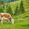 Fermierii din Bucovina se tem că vor rămâne fără piață pentru lapte după 1 august / Ei fac un apel public către procesatori și investitori