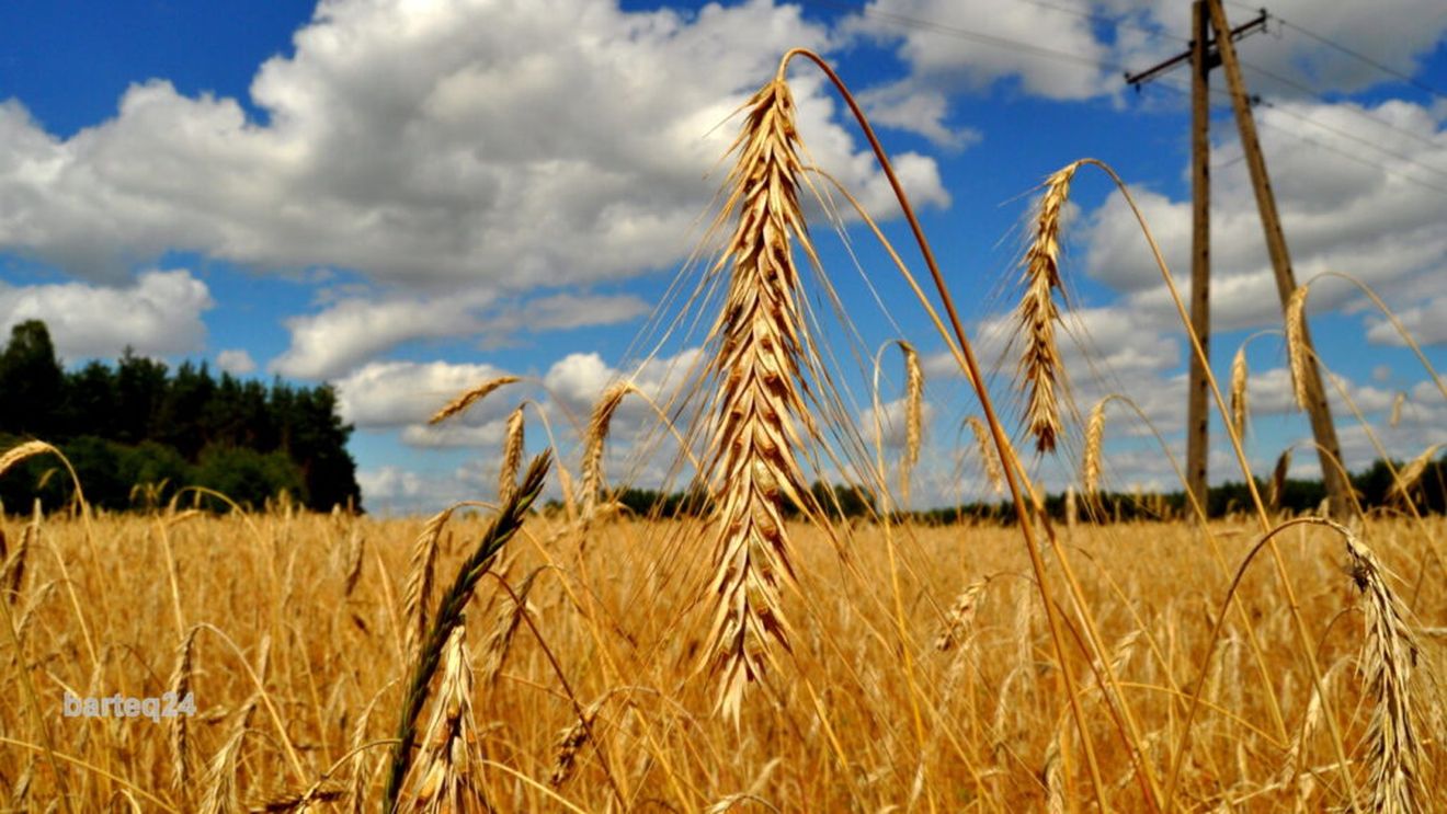 Roca Investments anunţă ieşirea din acţionariatul RDF, în urma unei strategii de dezinvestire în sectorul agribusiness