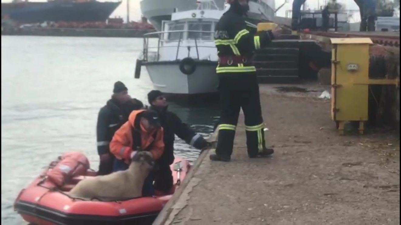 Noi detalii despre nava care s-a scufundat în Marea Neagră cu 14.000 de oi din România; cine a fost responsabil de siguranța transportului?