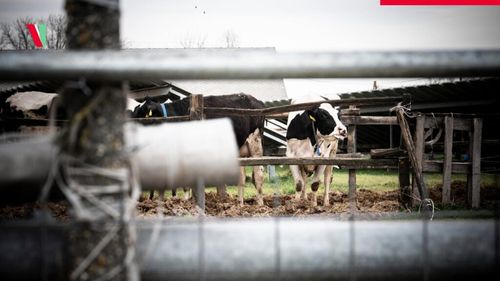 Satu Mare: Monitorizare sporită a transporturilor de animale, după apariţia febrei aftoase în Ungaria