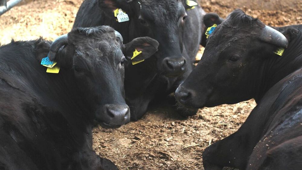 Preț record pentru o vacă din rasa Wagyu: S-a vândut la licitație cu suma de 350.000 de dolari / Prețul l-a surprins până și pe crescătorul bovinei