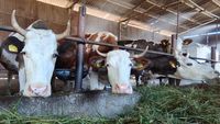 ANAMOB: Tehnologia IoT poate ajuta fermele mici să devină mai reziliente în fața schimbărilor climatice / Sistem inteligent pentru monitorizarea în timp real a bunăstării animalelor