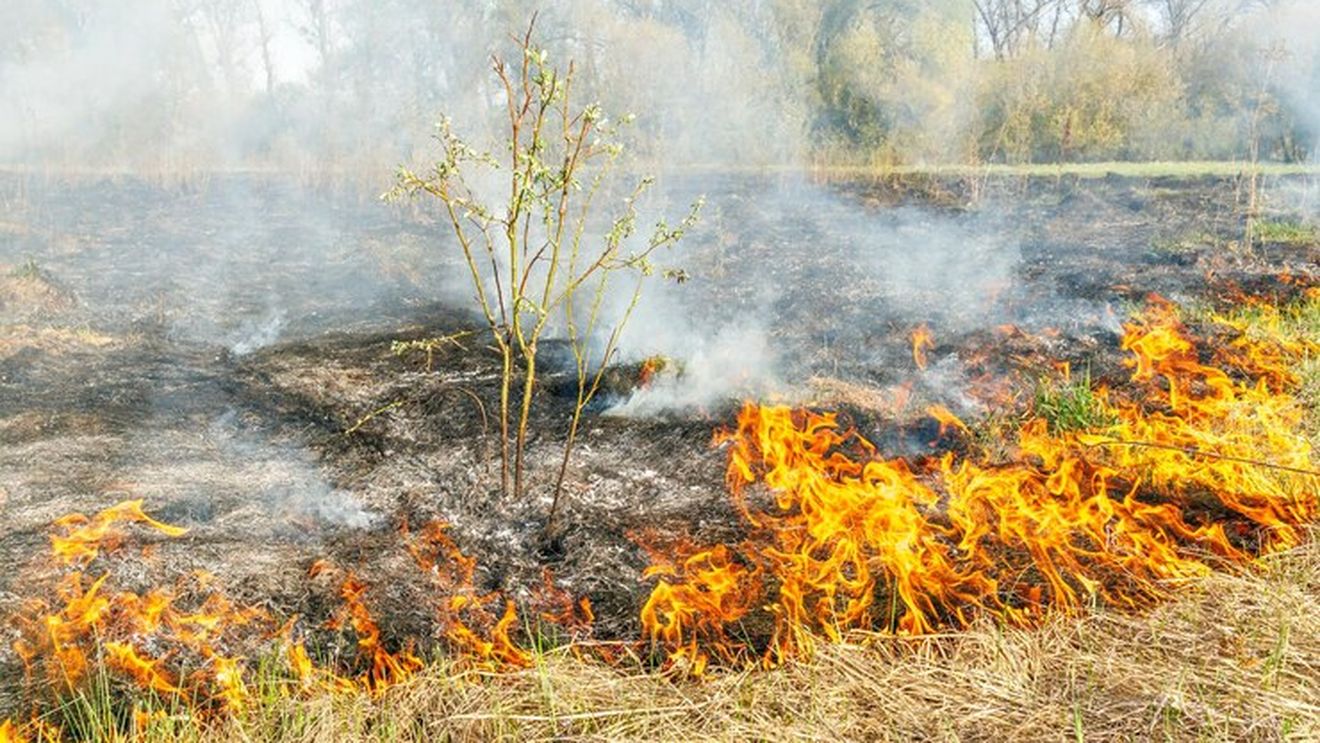 Poluare periculoasă în capitala Indiei, după un număr record de miriști de orez incendiate de proprietari în Punjab, pentru că ies mai ieftin
