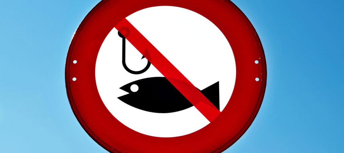 Șase sturioni, cinci delfini și un rechin, salvați din plase ilegale în Marea Neagră / Dosar penal pentru braconaj piscicol