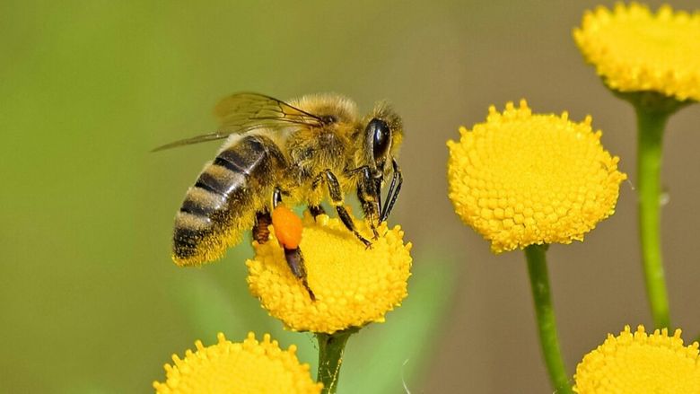 Eveniment dedicat albinelor şi fluturilor la Zoo Braşov: ateliere şi activităţi interactive pentru copii şi adulţi
