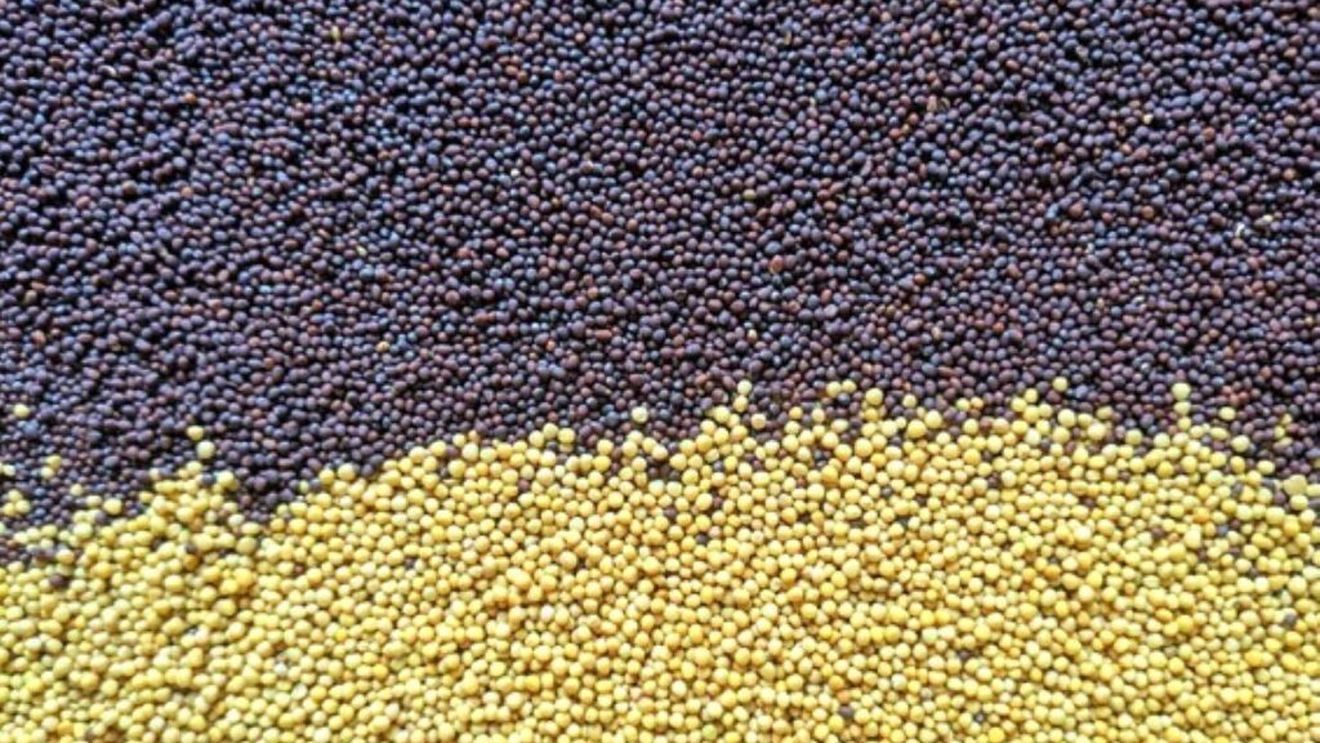 Știai că există și semințe de mustar maron închis, nu doar galbene? Iată care sunt diferențele și cum poți le folosi, dincolo de sosul din borcan