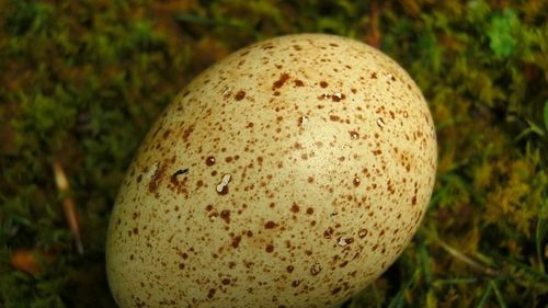 De ce nu sunt populare în alimentație ouăle de curcă?