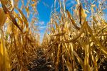 Seceta a compromis total porumbul în Bihor / Fermierii au ajuns să cumpere cereale, pentru a-și plăti arenda/ „Ca să închid anul acesta mi-ar mai trebui 2 milioane de lei, bani pe care nu-i am”