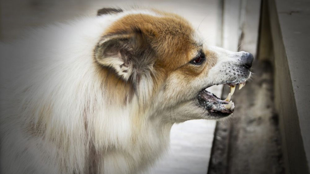 DSVSA Alba prezintă măsuri preventive pentru protecția împotriva rabiei pe care le pot lua proprietarii de animale