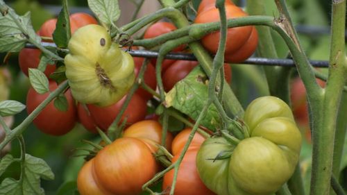 Rețetele bunicii așa cum se fac la țară, într-un sătuc din județul Prahova/Bulionul de roșii și zacusca preparate ca odinioară