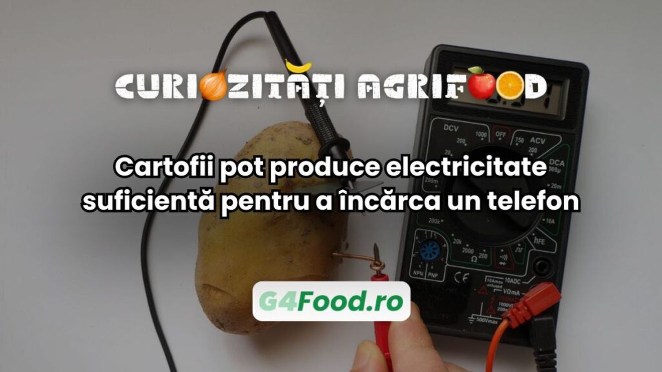Curiozități agri-food: Cartoful poate produce electricitate suficientă pentru a încărca un telefon / Un cartof fiert timp de opt minute poate genera de 10 ori mai multă energie decât unul crud