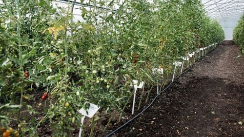 Majoritatea salariilor personalului Băncii de Resurse Genetice Vegetale Buzău se situează la nivelul salariului minim pe economie, ceea ce poate genera o vulnerabilitate la păstrarea informaţiilor ştiinţifice cu caracter secret/ În plus, lipsa de personal poate afecta ritmul de regenerare a soiurilor