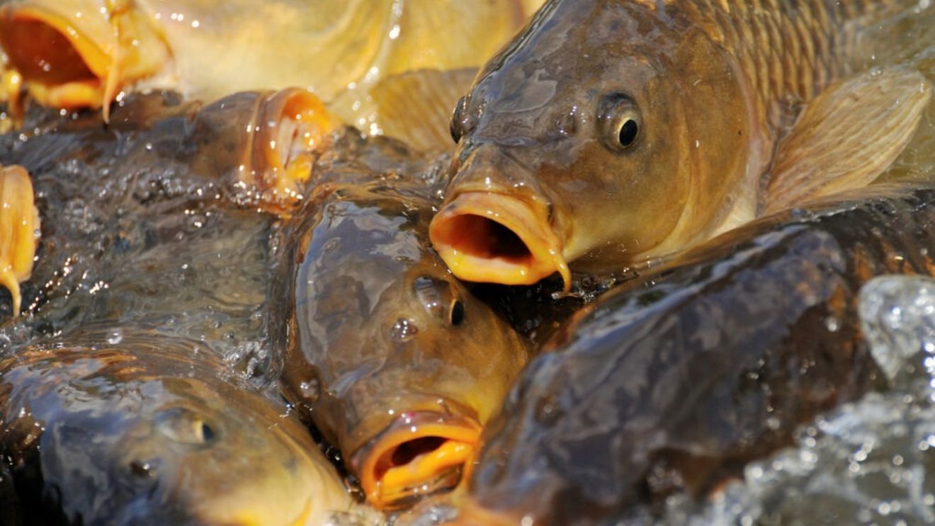 Două lacuri din judeţul Sălaj au fost repopulate cu trei tone de crap / Este cea de-a patra acțiune de repopulare din acest an a AJVPS