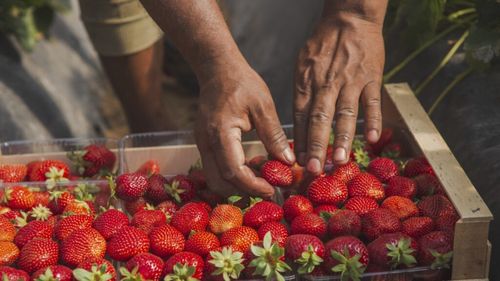 Căpșune din Grecia, retrase de pe piață de inspectorii sanitari veterinari români, din cauză că au fost depistate cu un pesticid neaprobat, numit karanjin