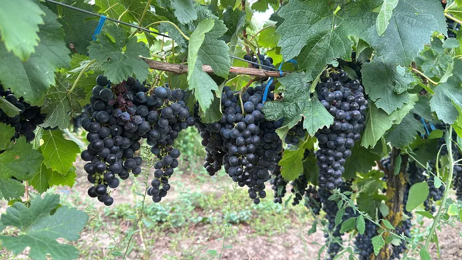 vin-Diana-Anghel-oenolog-Domeniile-Halep-vin-cu-personalitate-terroir-Dobrogea-vinificatie-recoltare-Merlot-Cabernet-Sauvignon-vin-romanesc-cultura-vinului-alegerea-vinului-servirea-vinului-seceta-vita-de-vie