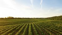 Mii de tone de nămol din canalizarea Aradului ajung pe terenurile agricole / Este tratat și oferit gratuit fermierilor pentru fertilizarea solului