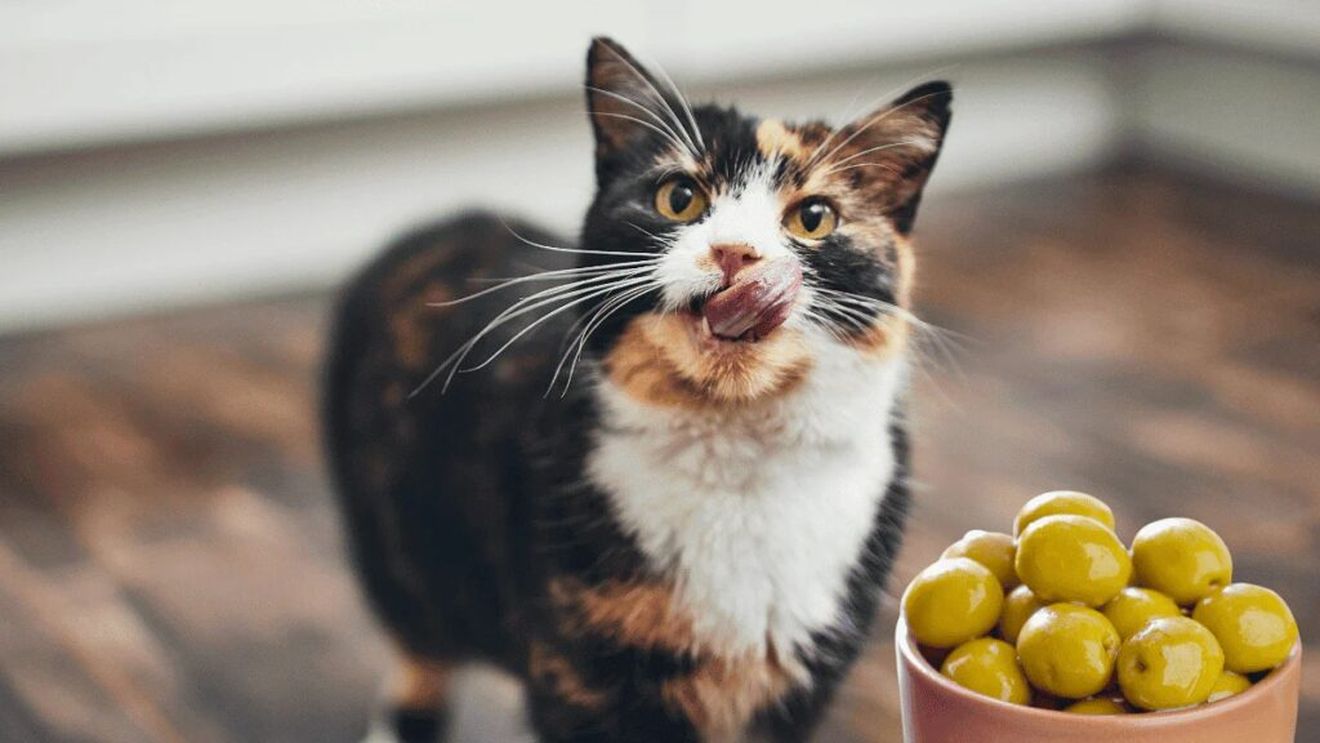 De ce sunt pisicile obsedate de măsline. Explicația științifică din spatele acestei reacții neobișnuite