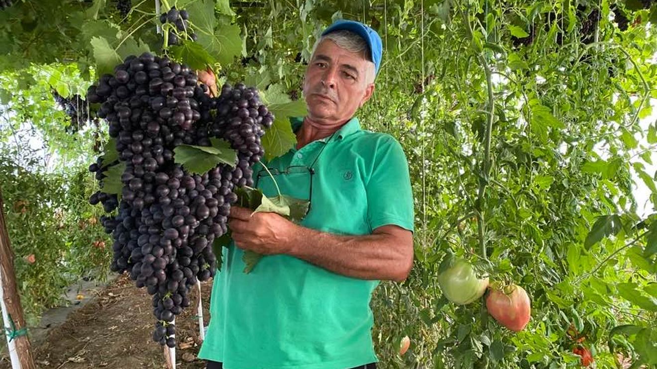 Struguri uriași crescuți în solar, ultima „modă” printre legumicultori / Metoda recent adusă din Republica Moldova ar putea influența prețul strugurilor timpurii