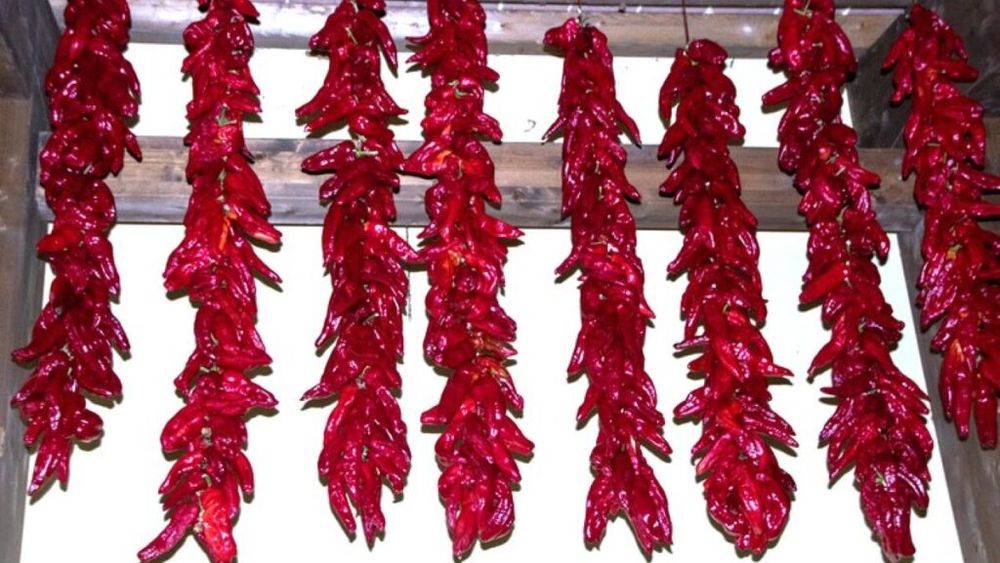 Ardei deshidratați. Metoda simplă cu care italienii fac din ardei de tip kapia niște delicatese care se consumă peste iarnă / Se numește „peperone crusco”, întâi sunt uscați natural și apoi trecuți rapid prin ulei