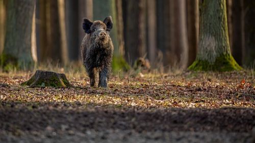 Pestă porcină africană, confirmat la mistreți în zona de vânătoare Ştiuca Zgribeşti din județul Timiș / Au fost dispuse măsuri pentru prevenirea răspândirii bolii