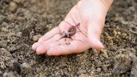 Cercetătorii germanai au testat o metodă prin care imită galeriile create natural de râme, folosind pori artificiali în sol: Randamentele au crescut cu până la 15% în condiții de secetă