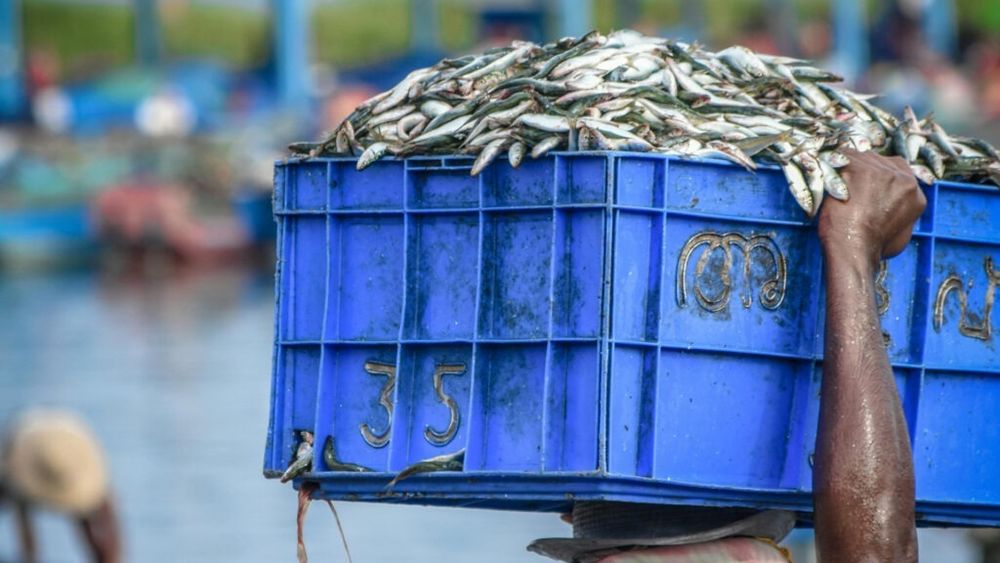 STUDIU: Înlocuirea cărnii roșii cu hering, sardine sau anșoa ar putea salva 750.000 de vieți în fiecare an