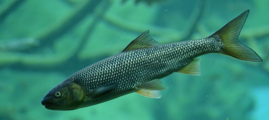 50.000 de păstrăvi indigeni au fost eliberați în apele de munte de la Cheile Tișiței