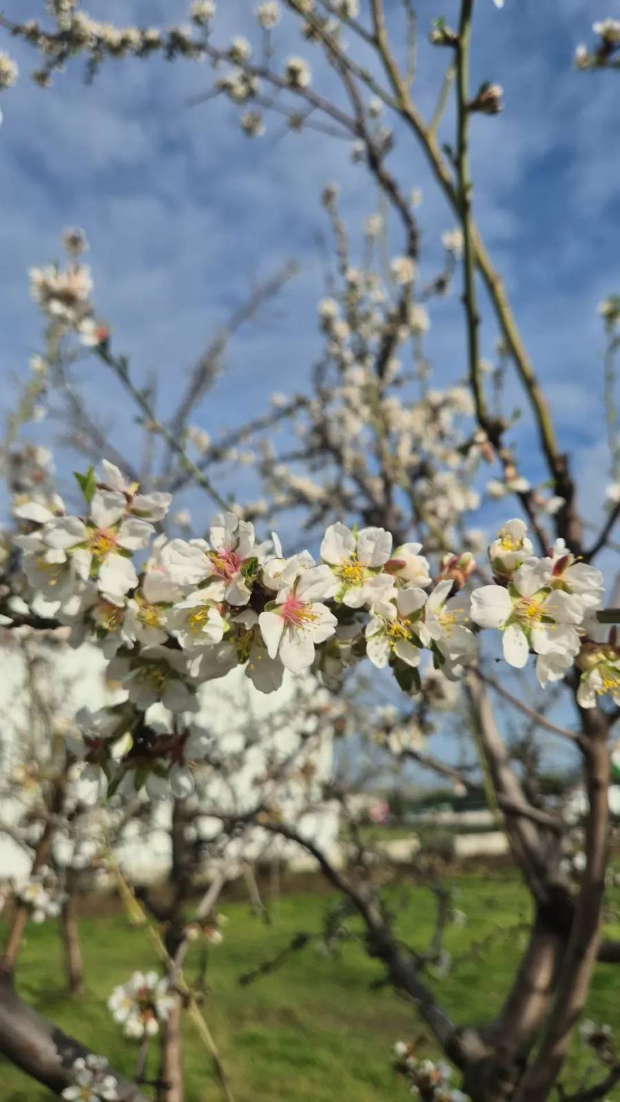 Flori de migdal