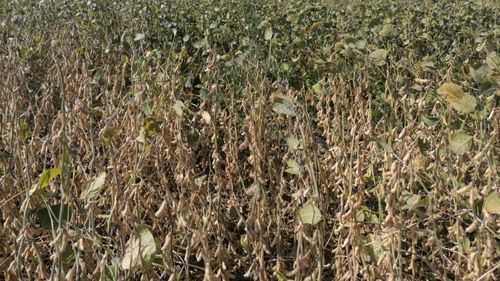 Câștiguri de peste 100.000.000 de dolari, pe an, din exportul de soia cultivată în România; soia cultivată în țară, mai scumpă decât soia din import modificată genetic