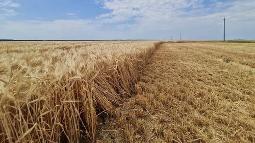 Camioanele cu mărfuri agricole din Ucraina vor fi sigilate la frontieră; inspectorii sanitar veterinari oficiali vor preleva probe în punctele vamale