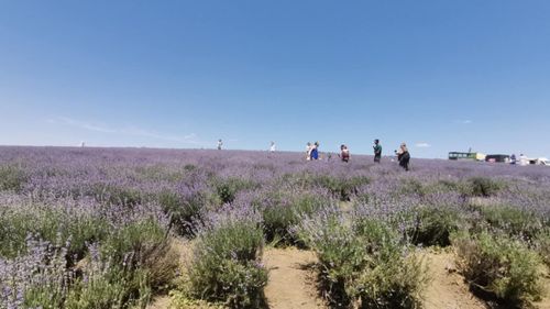Culturi ca lavanda, coriandrul, muştarul, năutul sau arborii energetici câştigă teren în regiunea Moldovei