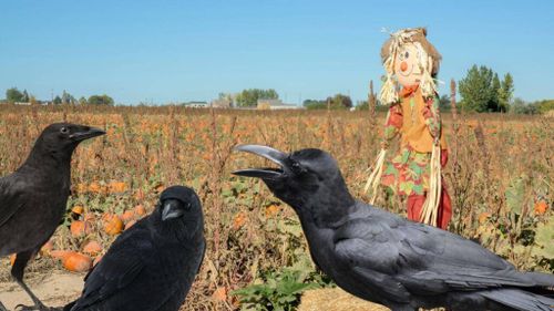 Fermierii din Covasna, afectați de atacurile urșilor și de stolurile de ciori. Pierderi financiare și agricole semnificative