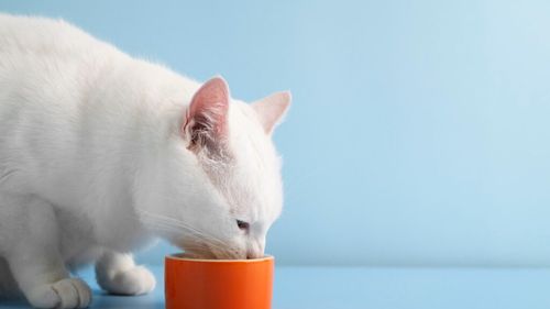 5 idei de rețete delicioase pentru pisici. Sunt aprobate de medicul veterinar, ușoare și sănătoase