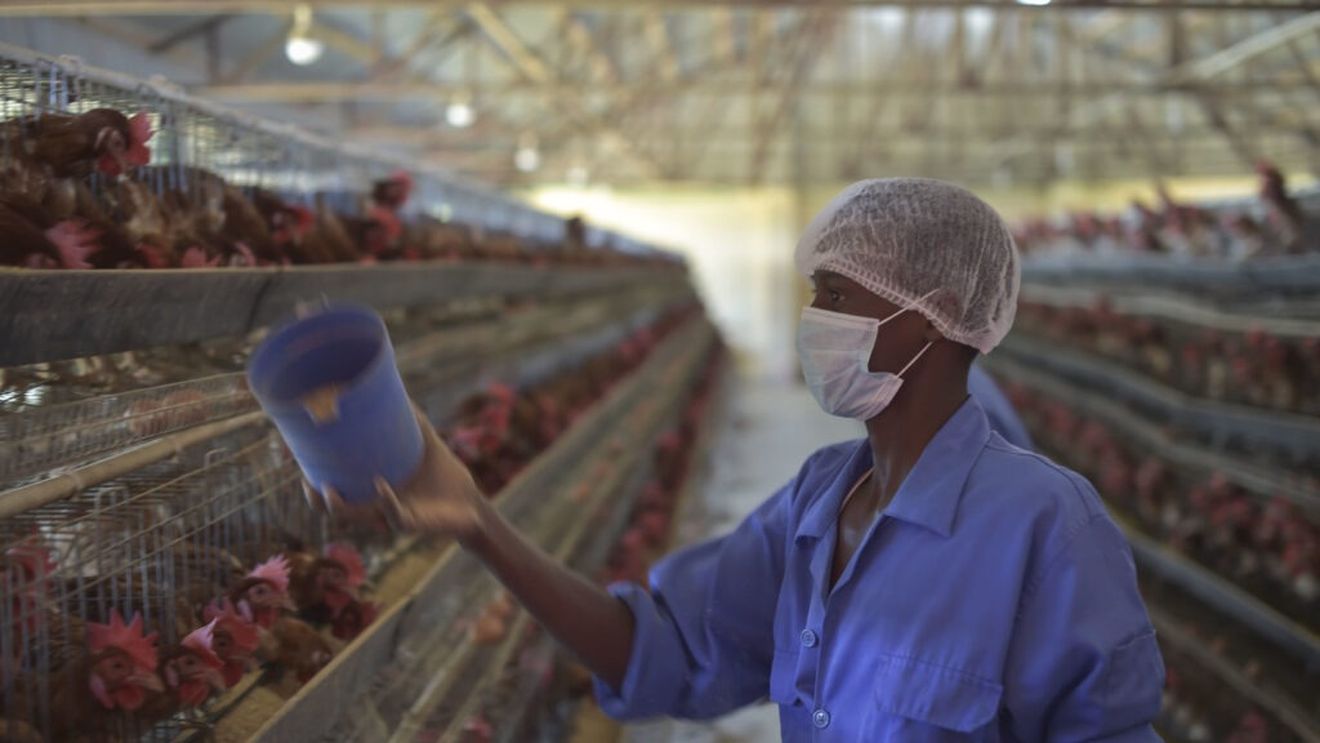 Brazilia va primi aprobarea pentru a-şi majora exporturile de carne de pasăre în Uniunea Europeană / Ministru: „Am repus piciorul în Europa”