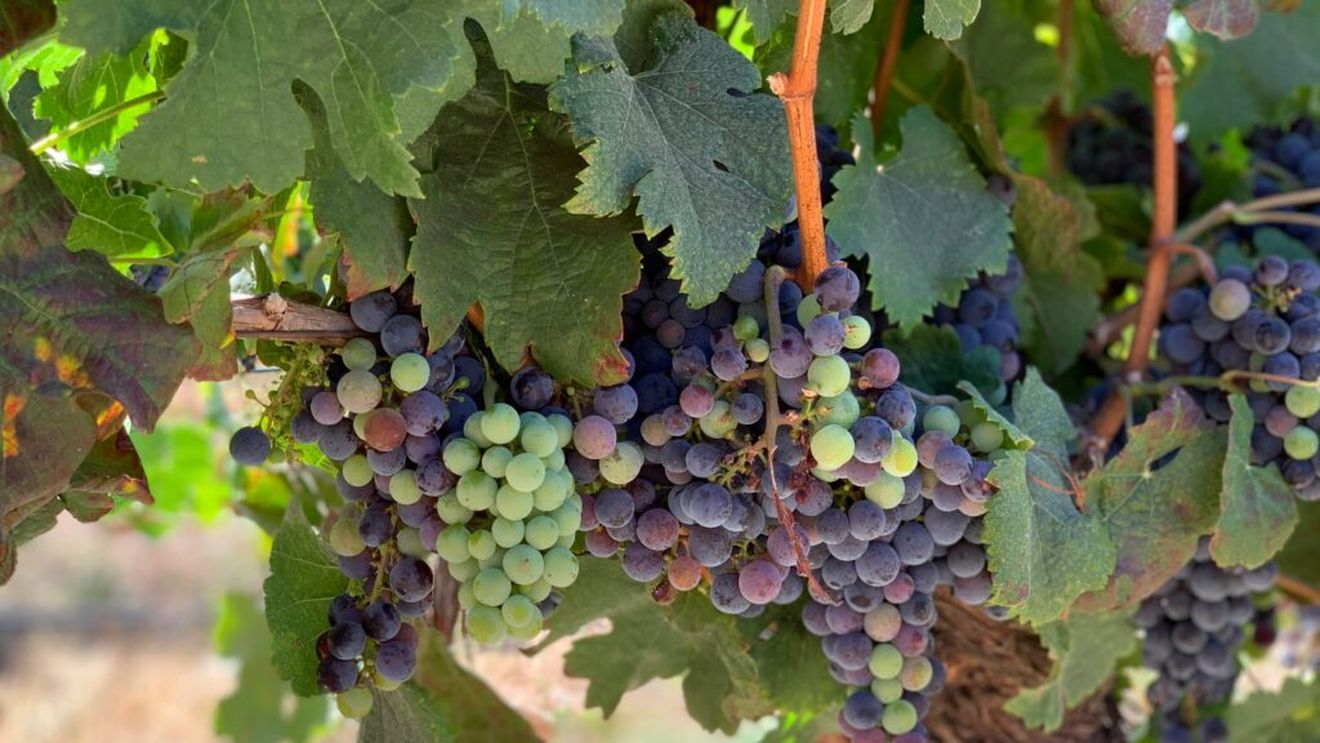 Podgoriile din California dispar pe fondul scăderii consumului de vin / Fermierii lasă strugurii pe viță sau defrișează plantațiile