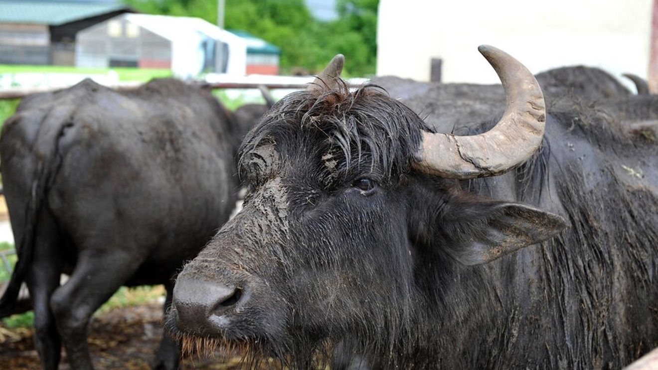 Focar de febră aftoasă în Germania, după mai bine de patru decenii. La Berlin au fost închise grădinile zoologice