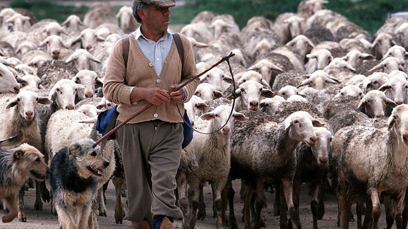 Crescătorii de animale care utilizează pășuni vor beneficia până în 2028 de subvențiile APIA/ Termenul limită pentru aplicarea amenajamentelor pastorale a fost prorogat de la 1 ianuarie 2026, la 1 ianuarie 2028