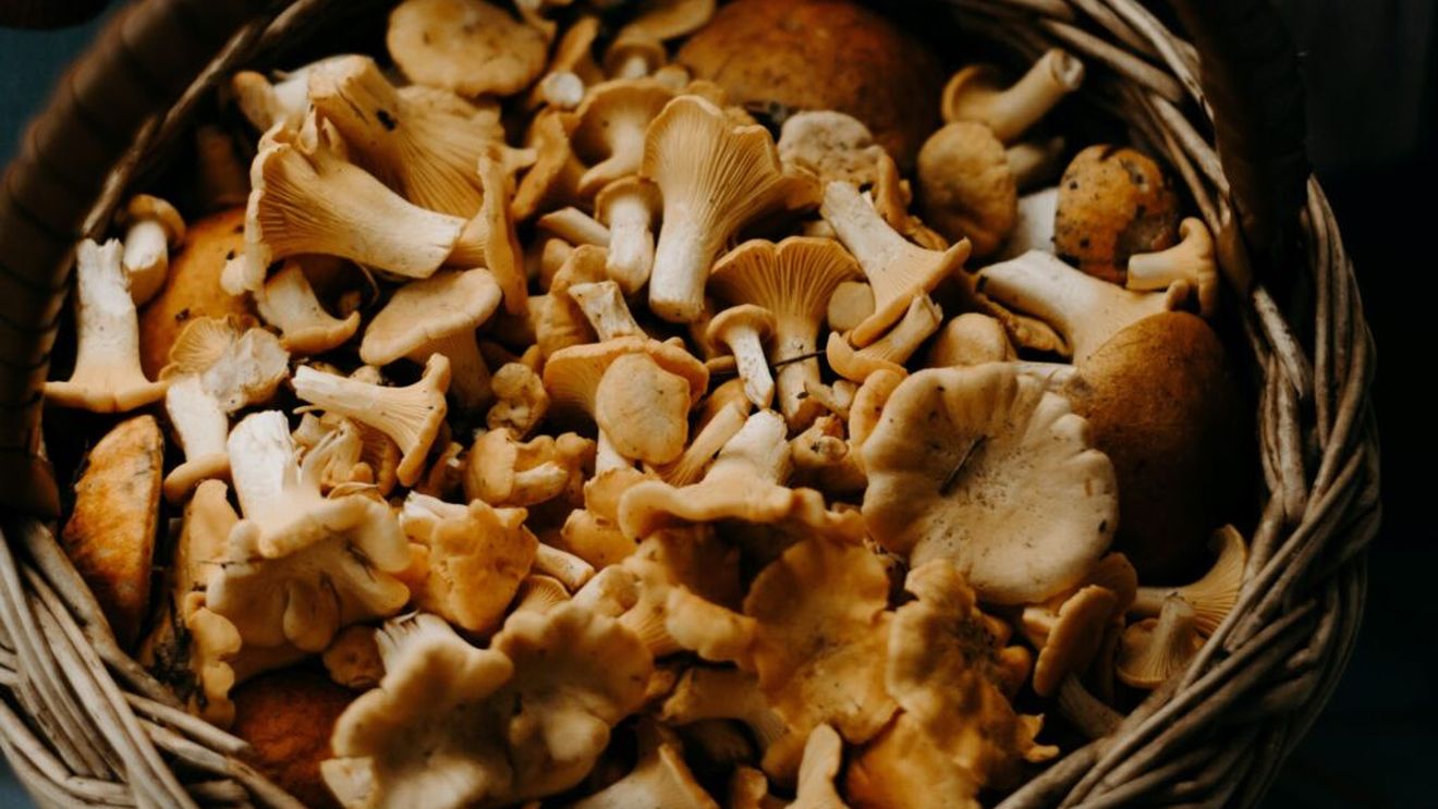 Dâmboviţa: Număr în creştere al celor care se prezintă la Spitalul Judeţean Târgovişte cu intoxicaţii provocate de ciuperci