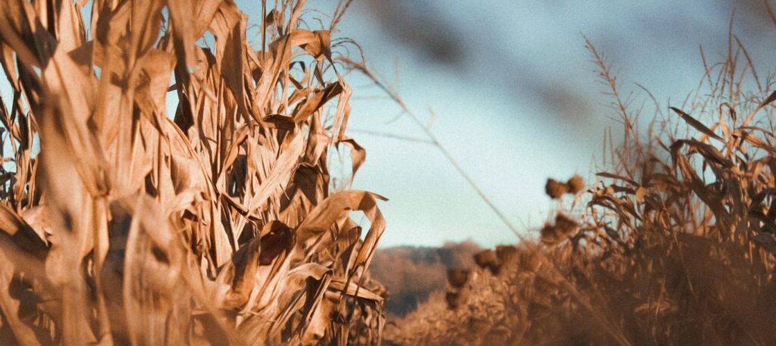 Agrometeo | Cum vor evolua culturile până la finalul lunii iulie / Seceta pedologică încetinește dezvoltarea porumbului și a altor plante în unele regiuni