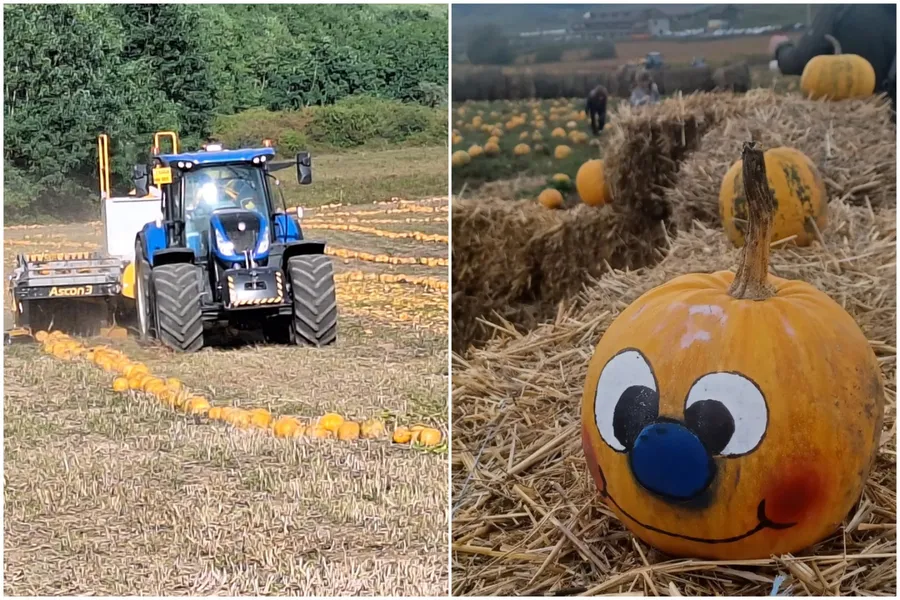 ulei de dovleac, agricultură ecologică, cooperativă agricolă, porci Mangalița