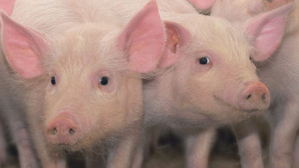 Cinci focare de pestă porcină au fost identificate în gospodării din mediul rural din Maramureș