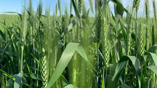 Prognoza ANM: Vreme favorabilă pentru agricultură în România / Condiții bune pentru culturi, dar risc de secetă și brumă în unele regiuni