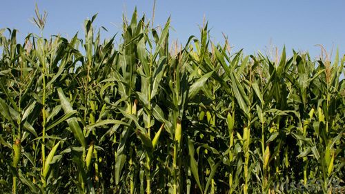 Istoria gusturilor la români (Ep. 4). Povestea porumbului, între domnitori, dări și foamete / Momentul introducerii sale pe ogoarele din România constituie încă un subiect de controversă printre istorici