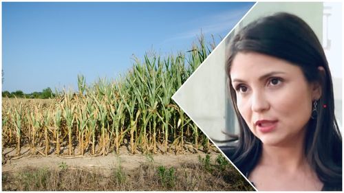 „Cinci ani de foc”: Fermele românești se ofilesc în secetă / Iulia Blagu, fermier: „Pentru agricultura românească, nu se pune problema dacă vom muri, ci când vom muri” - analiză AFP