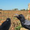 Fermierii din Covasna, afectați de atacurile urșilor și de stolurile de ciori. Pierderi financiare și agricole semnificative