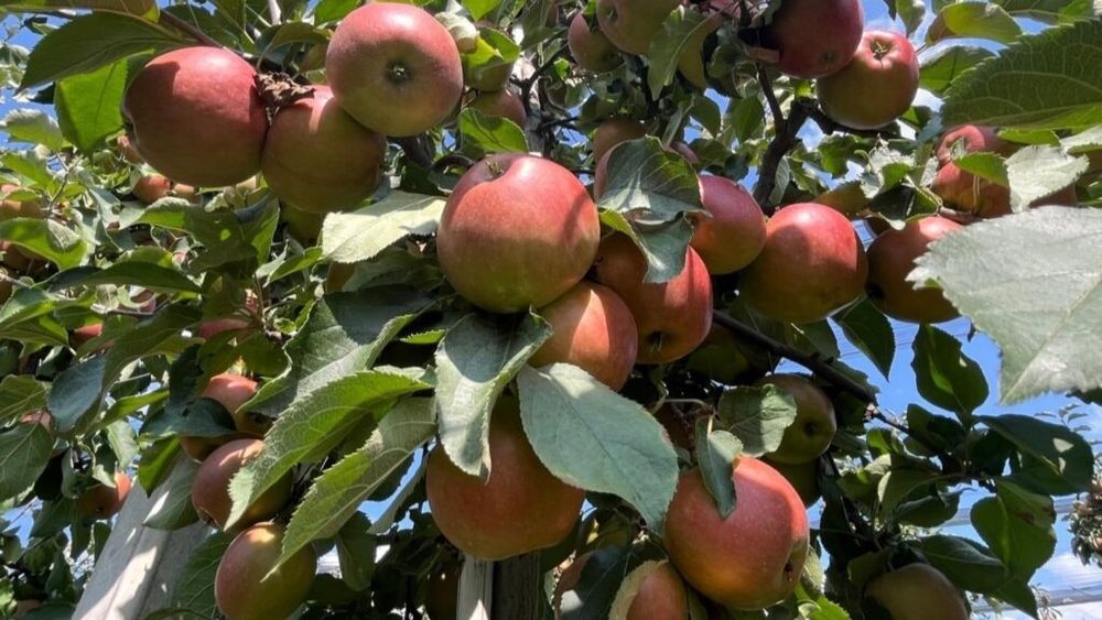 Merele de Bistrița, printre cele mai căutate pe piață, datorită calității lor / Octavian Drăgan, pomicultor: „Avem 3.000 de pomi la hectar, avem sistem de irigații prin picurare, avem plasă antigrindină”