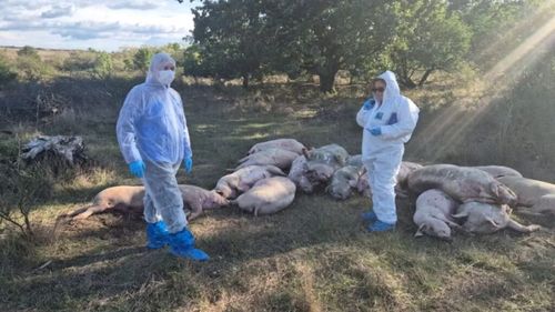 Pesta porcină a pus la pământ industria de resort din Ucraina / Carnea infectată cu PPA se vinde direct în piață, la un preț cu 20% mai mic