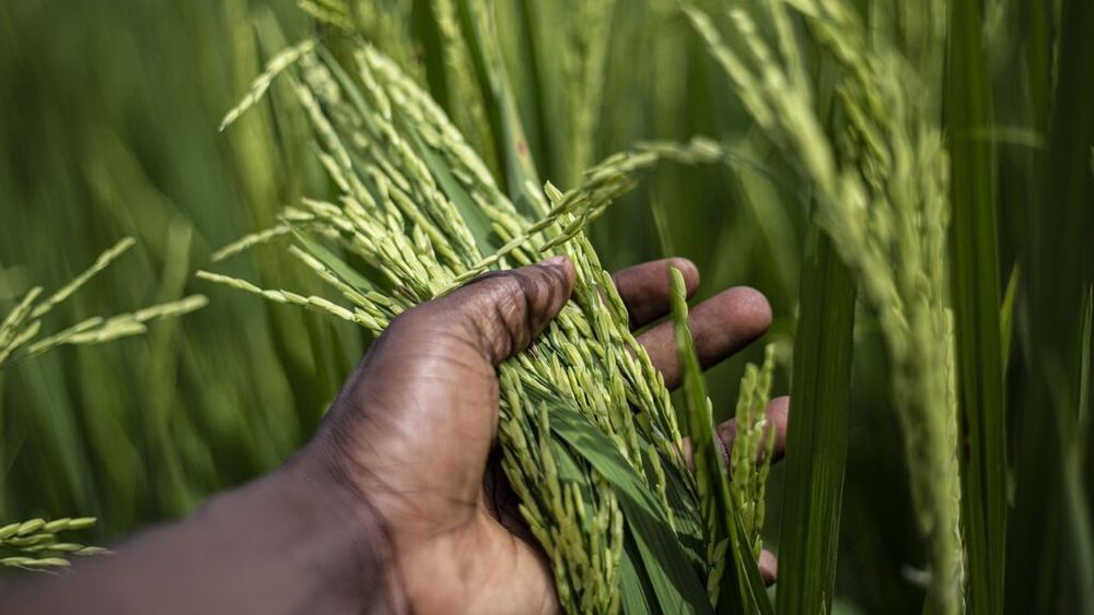 Italia și alte 5 țări vor cere UE „să introducă taxe de import la importurile de orez din Asia”