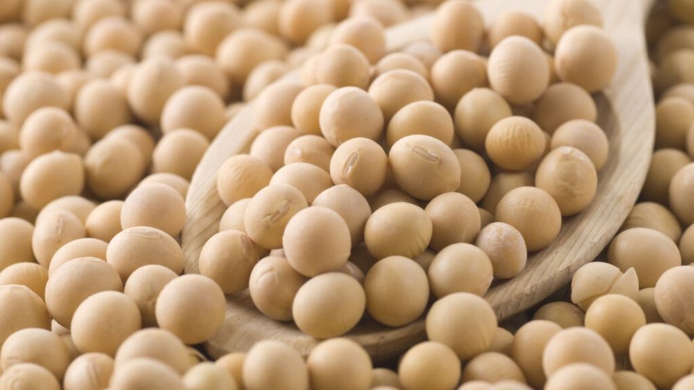 Comisia Europeană a autorizat astăzi utilizarea unei varietăți de soia modificată genetic în produsele alimentare și furaje. Nu a fost însă autorizată și cultura respectivului soi